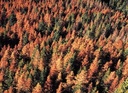 Woodlandia machines can help to process pine beetle killed stems